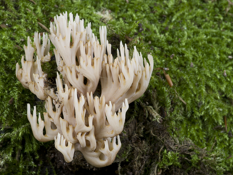 Ramaria stricta